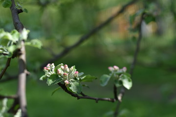 Apple blossom with white and pink