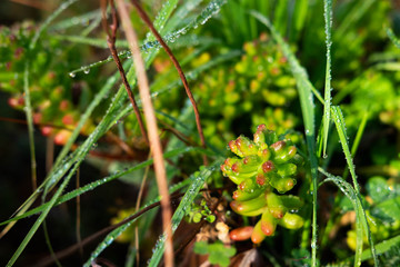 dew on a green grass and a succulent plant