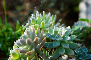 Obraz premium close up of a Succulent plant