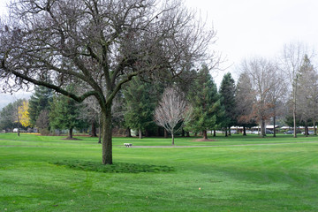 Trees in a Public Park