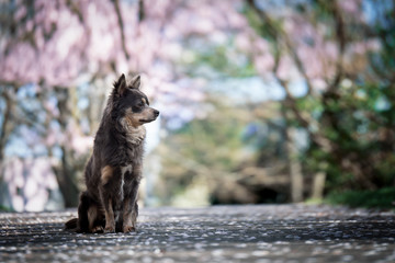 Obraz premium Portrait Hund vor Kirschbäumen in der Natur mit rosa Blüten im Hintergrund