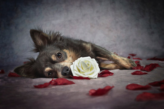 Portrait hund auf dem boden mit romantischen Rosen und Blüten