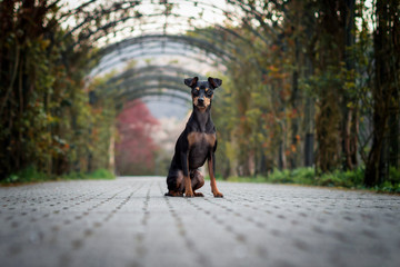 Portrait Hund vor Rosenbogen mit Blättern und Blüten im Hintergrund