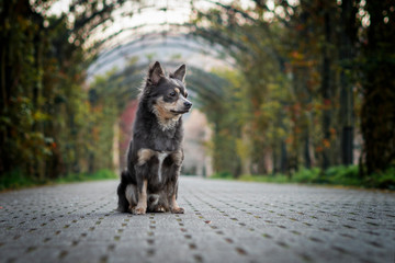 Portrait Hund vor Rosenbogen mit Blättern und Blüten im Hintergrund