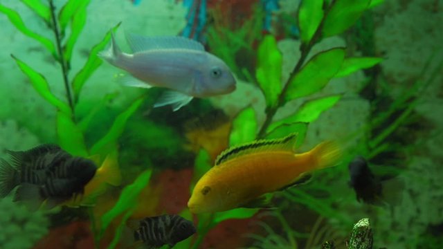 small decorative aquarium fish of bright colors swim in clear water against artificial green seaweed extreme close view