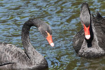 Two black swans with red beaks swim in a pond, the sun shines on the feathers
