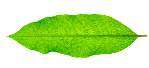 Mango leaves use the light from the back Makes clear leaf structure isolated on a white background, Clipping Path