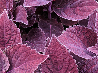 purpur leaves closeup