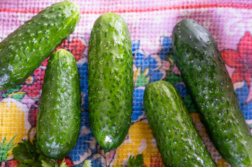 fresh pickled cucumbers. lie on the fabric