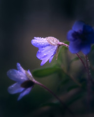 Hepatica flower with bokeh background at spring evening in Finland
