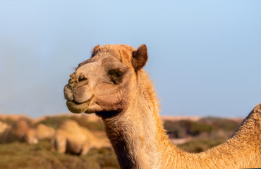 African Camel in the Namib desert.  Funny close up. Namibia