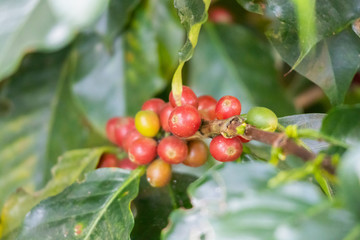 Fresh coffee beans on tree branches