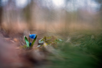 Scilla or squill (first spring flowers)
