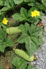 Obraz premium Zucchini flowers, blooming water and the zucchini fruits in the vegetable garden