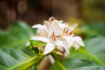 Obraz na płótnie Canvas White coffee flowers in green leaves tree plantation close up