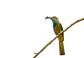 Bee-bearded bee-eater on branch on white background.