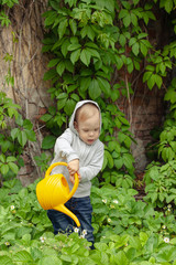 A kid watering green strawberry with a yellow watering can against an old wall with leaves of wild grapes