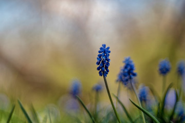 Muscari or bluebells (first spring flowers)