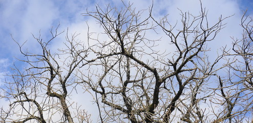 Tree branches without leaves on blue sky with clouds background close up.