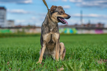 Portrait of a stray dog. Photographed close-up in a meadow.