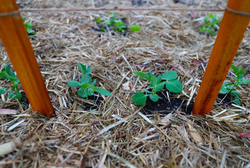 Baby Snow Peas growing in Garden