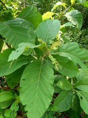 Green teak (Tectona grandis Linn f., Burmese teak, jati, Nagpur teak) with natural background. This plant is a tropical hardwood tree species placed in the flowering plant family  Lamiaceae.