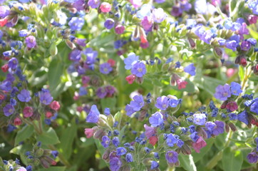 Pulmonaria (lungwort) flowers of different shades of violet in one inflorescence. Honey plant of Ukraine. The first spring flowers. Pulmonaria officinalis. Pulmonaria officinalis bloom