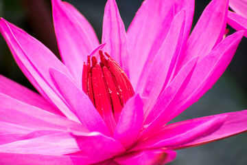 Tropical pink lotus (Nelumbo nucifera) blossom in India
