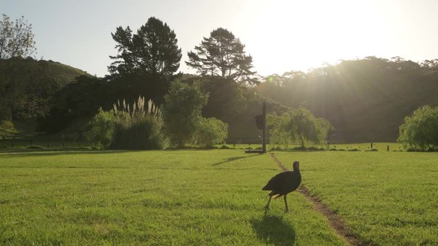 Australasian swamphen walking on a meadow in the  golden light in New Zealand 
