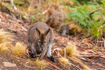 Wallaby at Cataract Gorge Reserve, Launceston, Tasmania, Australia.