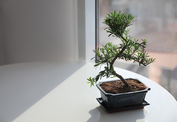 Japanese bonsai plant on light table indoors, space for text. Creating zen atmosphere at home