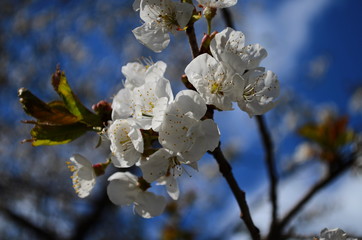 Flowers of the cherry blossoms on a spring day