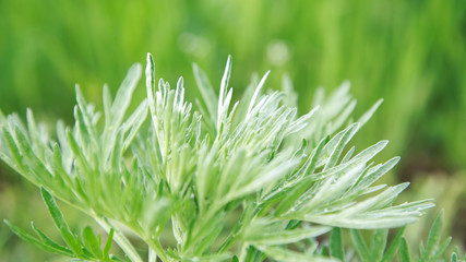 Lush green grass. Spring background. Drops of dew on the leaves. Copy space. Fresh bright texture.