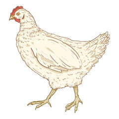 Vector Cartoon Hen Illustration