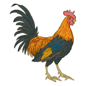 Vector Cartoon Rooster