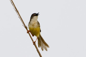 Yellow belly on a branch