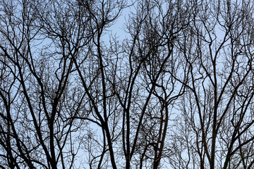 Tree bare branches silhouetted on sky background.