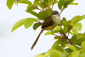 Yellow belly on a branch