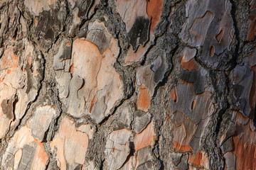 Close up tree bark texture for nature wood background or overlay..