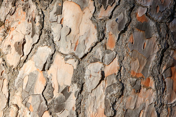 Close up tree bark texture for nature wood background or overlay..