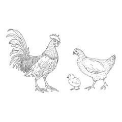 Fototapeta na wymiar Vector Sketch Set of Poultry Birds. Rooster, Chick and Hen.