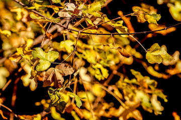 Leaves on a tree branches