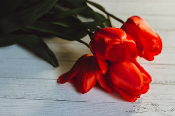 red tulips on a white wooden background, red flowers