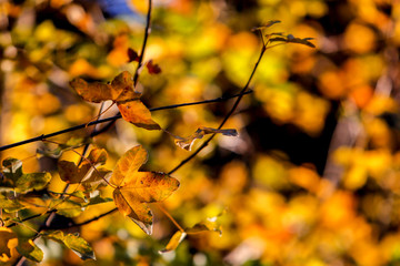 Leaves on a tree branches