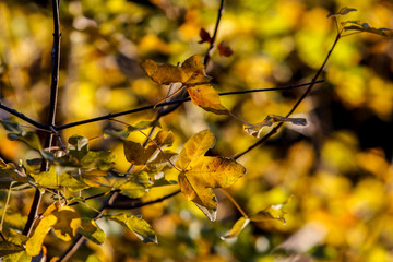 Leaves on a tree branches
