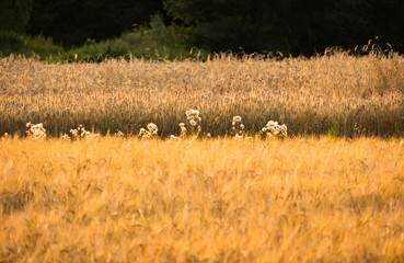 wheat field in the morning