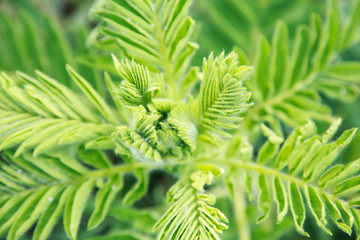 Astragalus close-up. Also called milk vetch, goat's-thorn or vine-like. Spring green background. Wild plant. Botany