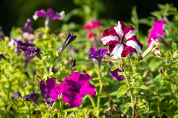 purple flowers in the garden
