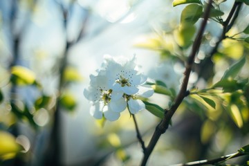 Delicate blooming branch 