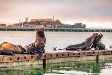 Alcatraz San Francisco bay harbor view of sea lions by the pier. Scenic view of popular tourist...
